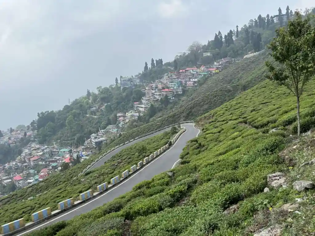 Darjeeling tea garden covered in monsoon mist