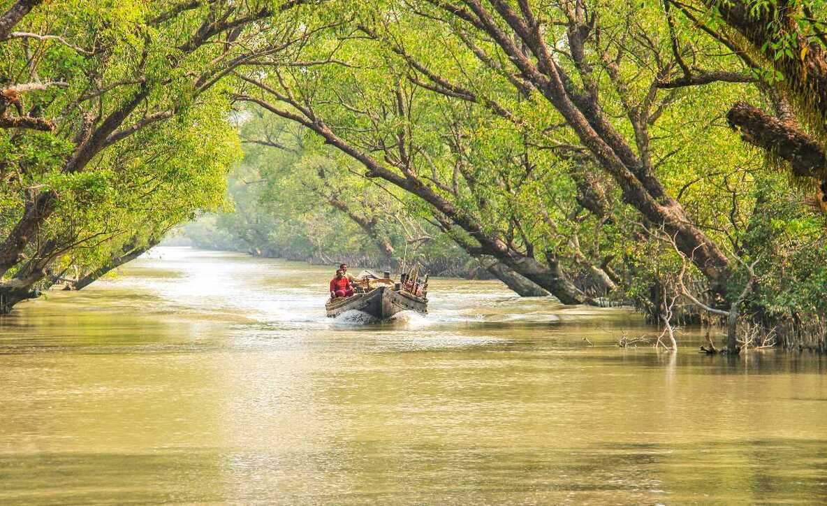 Sunderbans mangrove forest during monsoon with mist