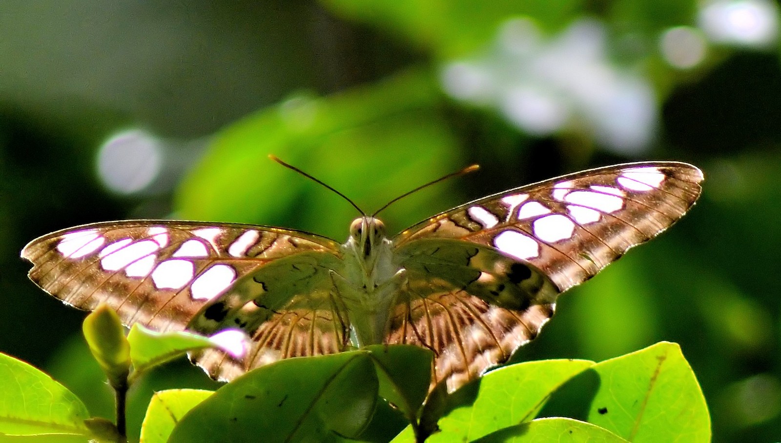 Colorful butterfly at Mount Harriet National Park