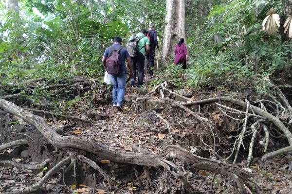 Trekking trail through Mount Harriet forest