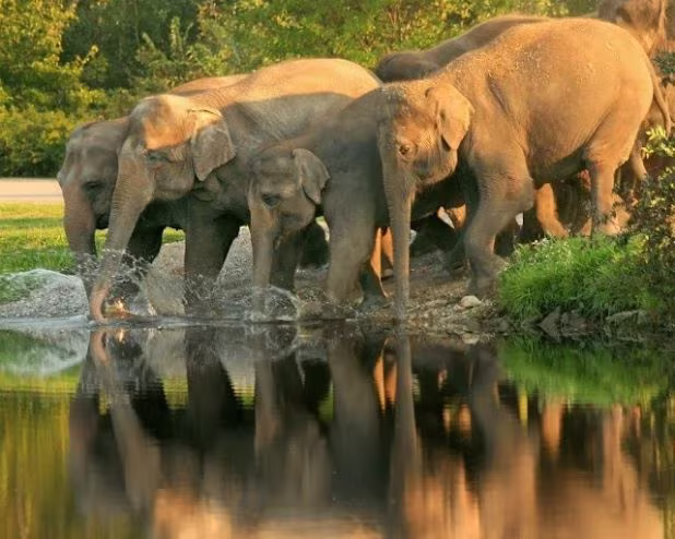 Mudumalai trip budget and stay planning checklist for safari travelers