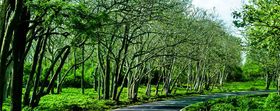 Mudumalai Wildlife Sanctuary: Safari Guide & Practical Tips