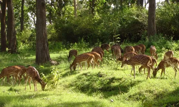 Mudumalai wildlife sanctuary one day and two day safari itinerary plan