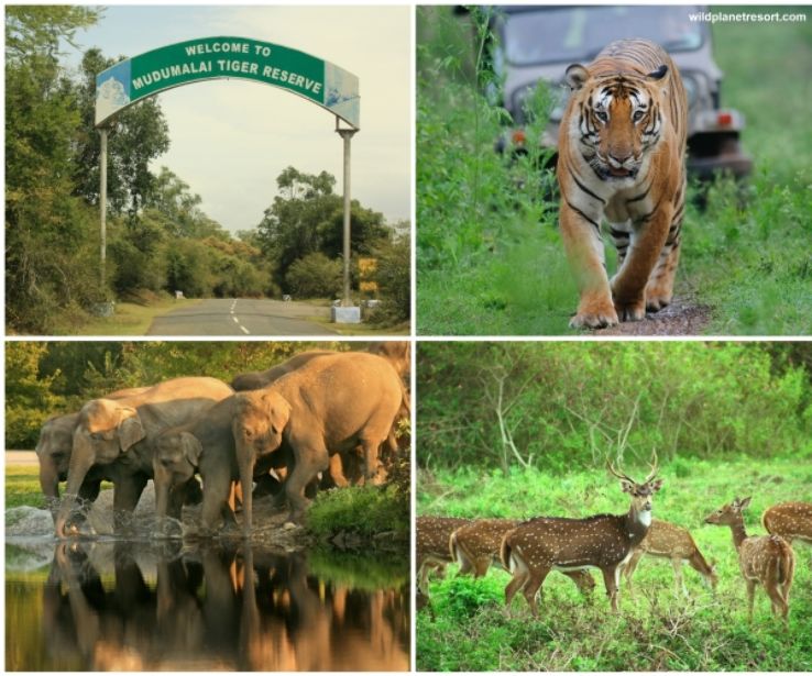 Mudumalai Wildlife Sanctuary forest road with safari vehicle and elephant habitat landscape
