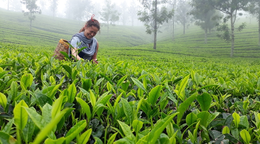 Tea garden paths