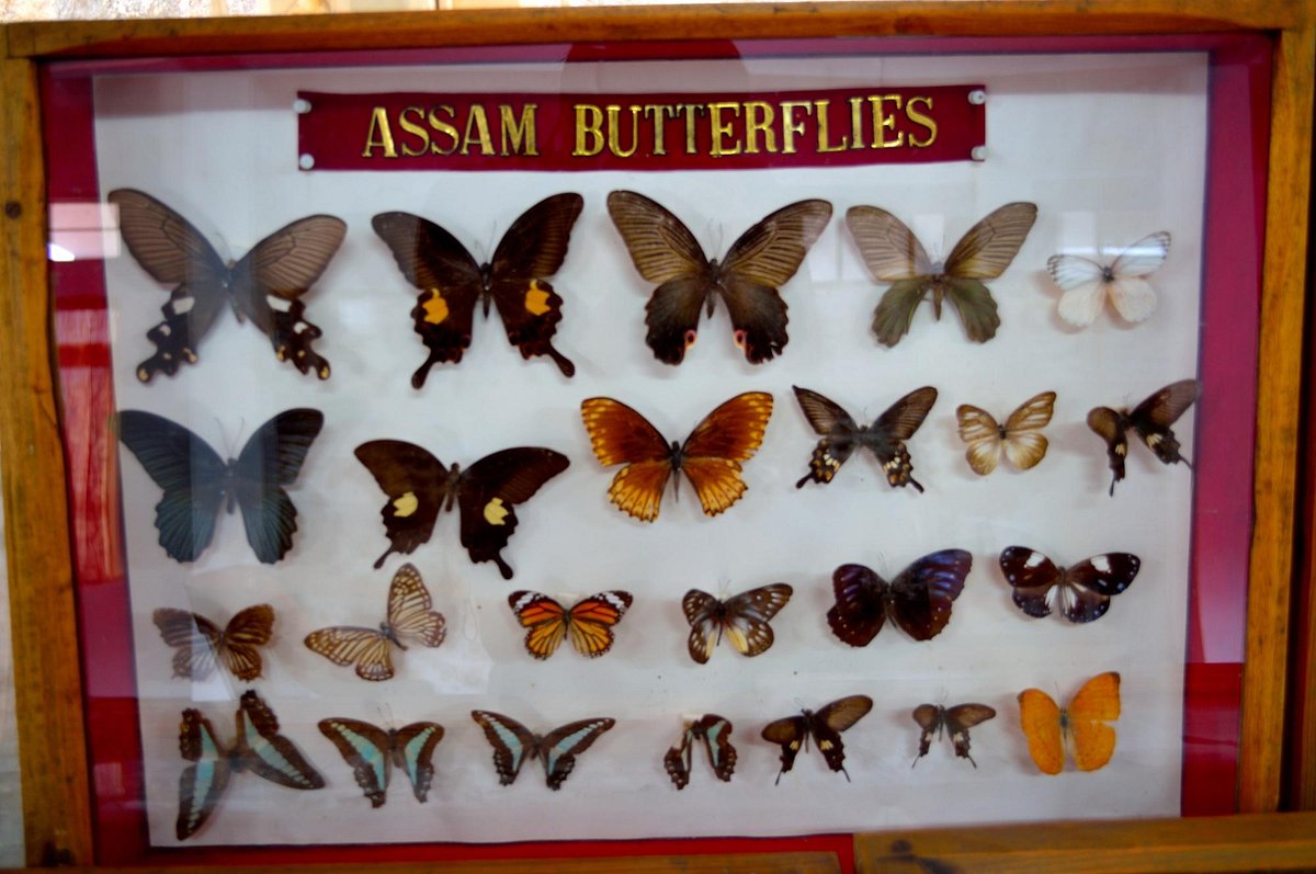 Butterfly Museum Shillong - Colorful butterfly specimens on display