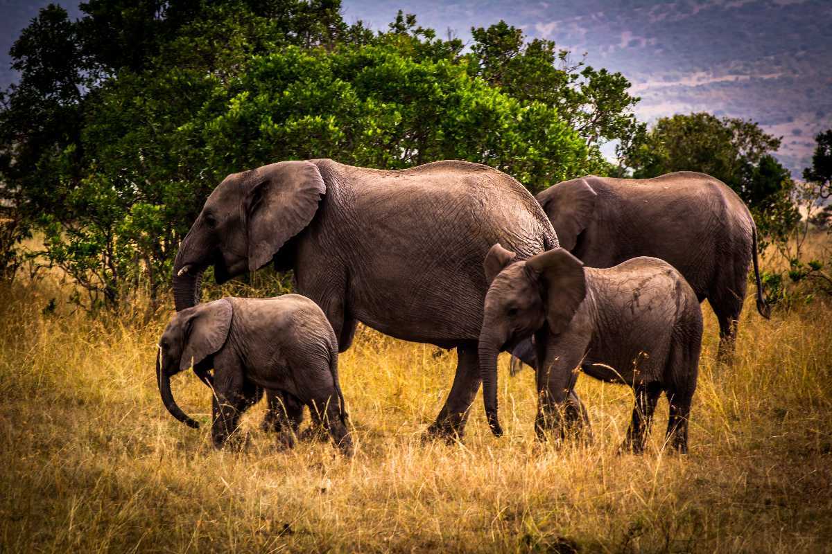Asian elephants in Nameri National Park