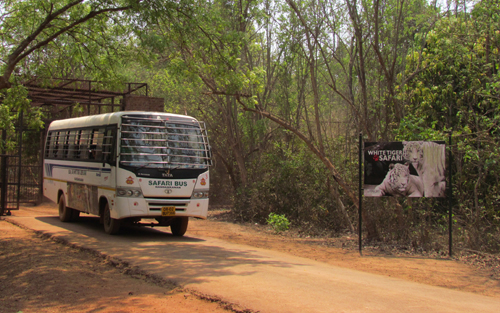 Nandankanan Zoo Tiger Safari - Close encounter with Royal Bengal Tigers