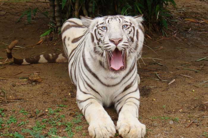 Nandankanan White Tigers - Rare white tiger cubs playing