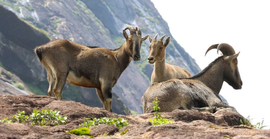 Nilgiri Tahr in Eravikulam National Park