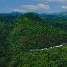 Dense rainforest in Silent Valley National Park