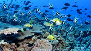 Colorful coral reef ecosystem with tropical fish in Andaman waters