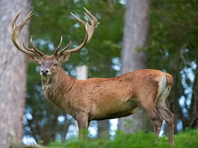 Hangul deer in Dachigam National Park Kashmir