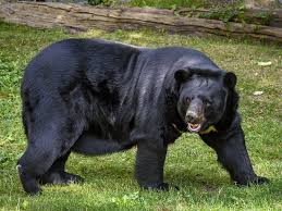 Himalayan black bear in Kashmir wildlife sanctuary