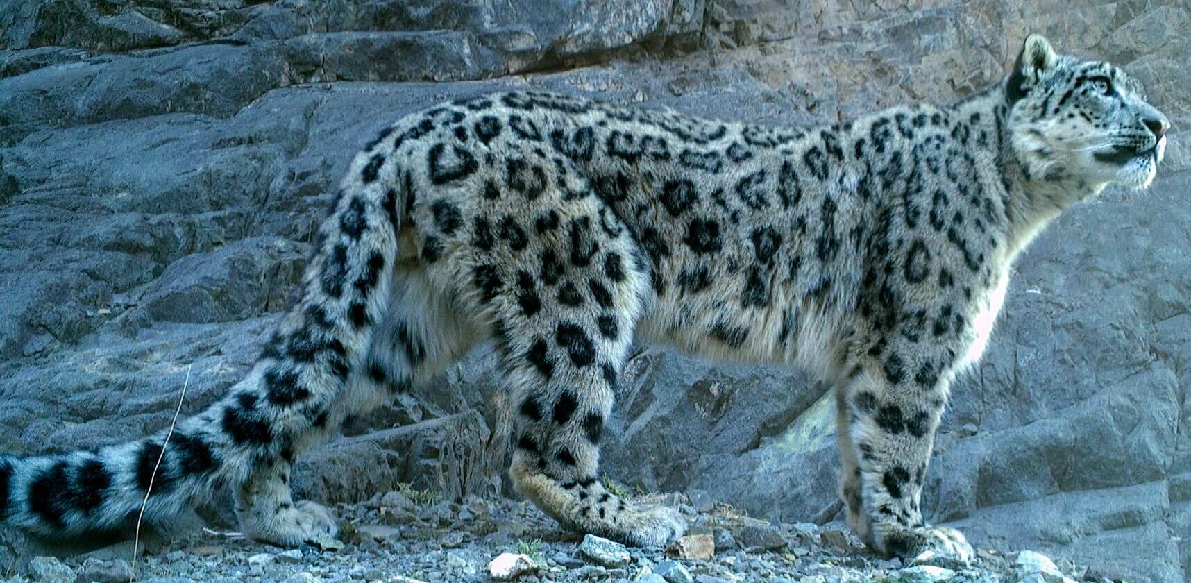 Snow leopard habitat in Kashmir Himalayas