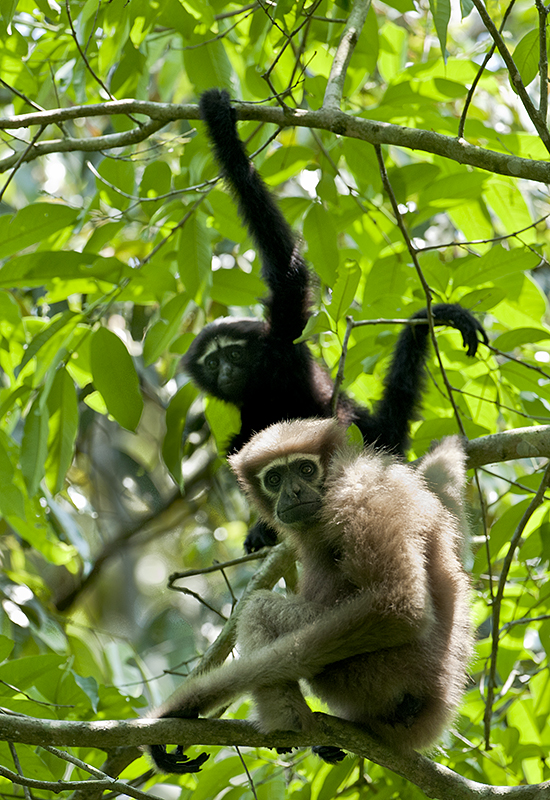 Hoolock gibbon in Nokrek National Park Meghalaya