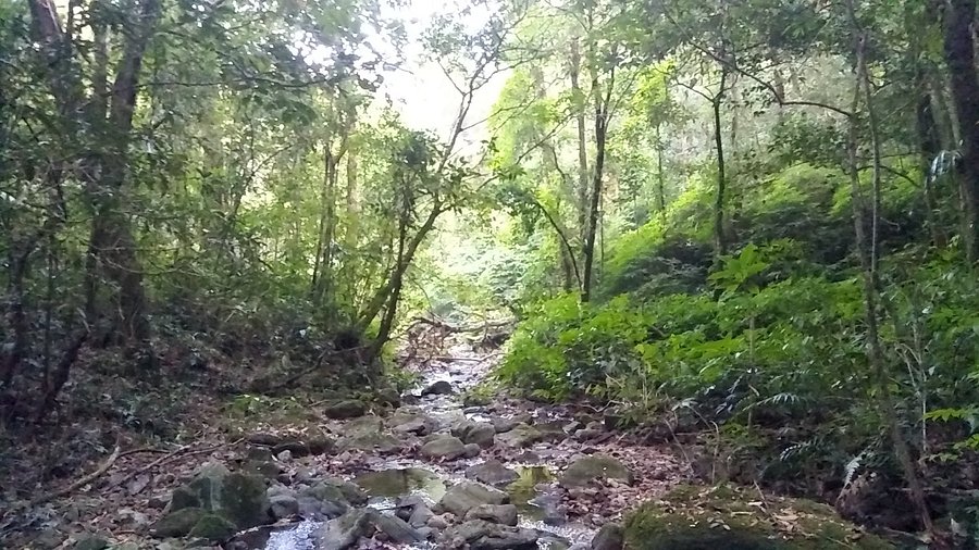 Dense forest in Nokrek National Park Meghalaya