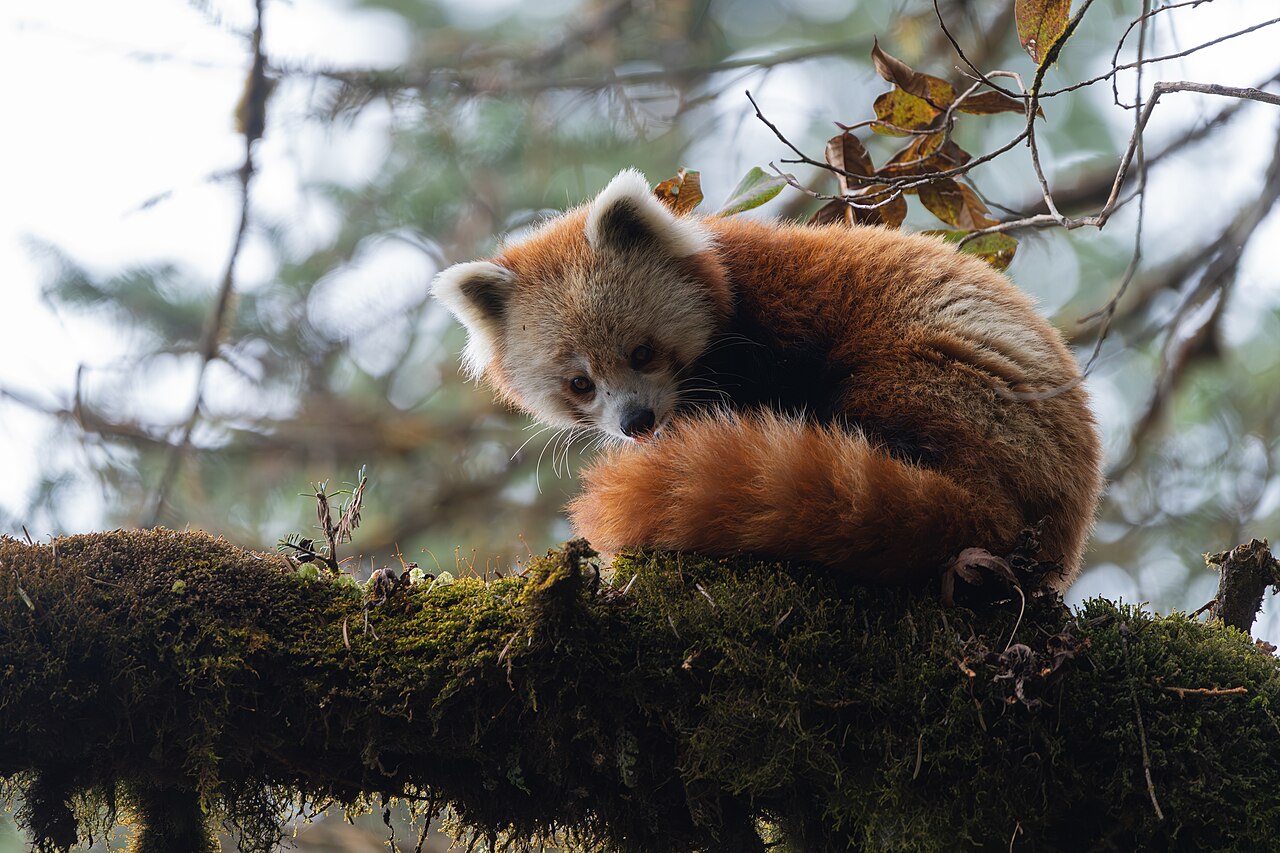 Red panda in Nokrek National Park Meghalaya