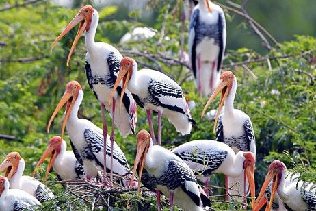 Keoladeo National Park Bharatpur