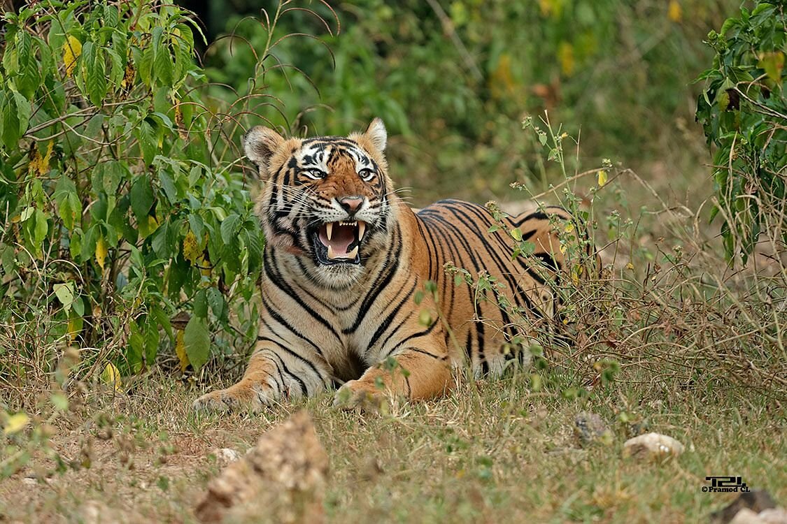 Sariska Tiger Reserve Rajasthan