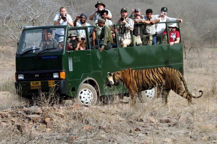Tiger Safari Ranthambore National Park