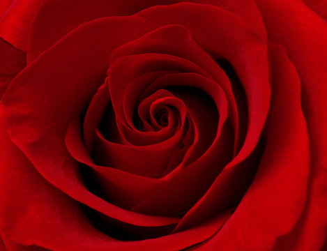 Close-up rose flowers in Delhi