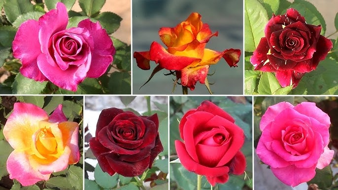 Varieties of roses in Delhi rose garden