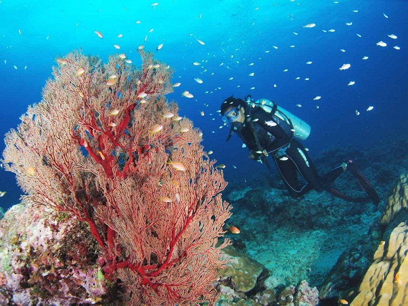 Snorkeling-friendly water near Neils Cove