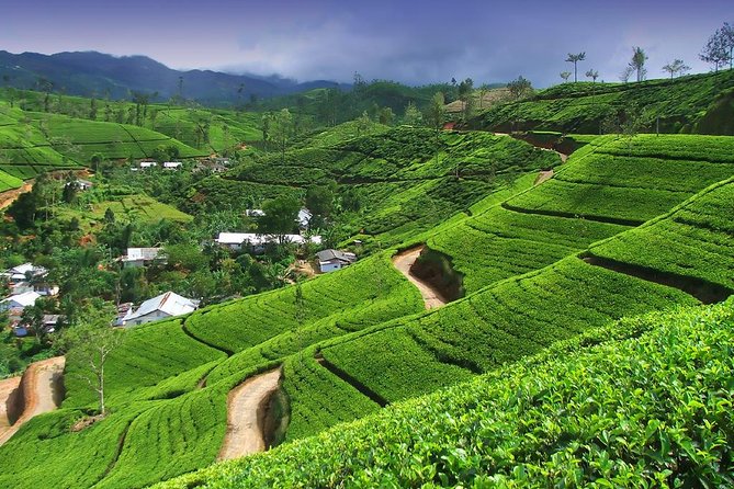 Tea plantation and factory tour setting in Nuwara Eliya