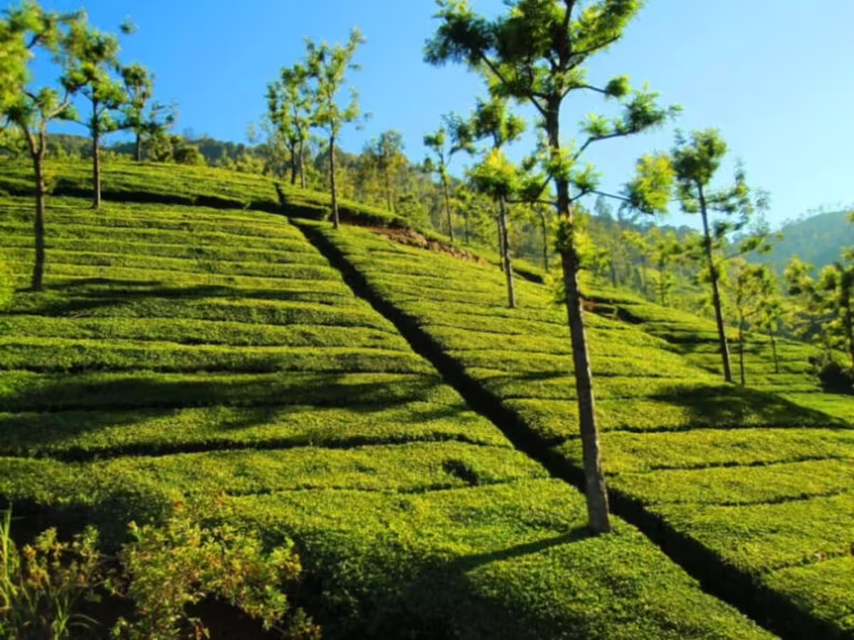 Tea plantations in Ooty Nilgiris