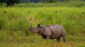 One-horned rhinoceros in Orang National Park