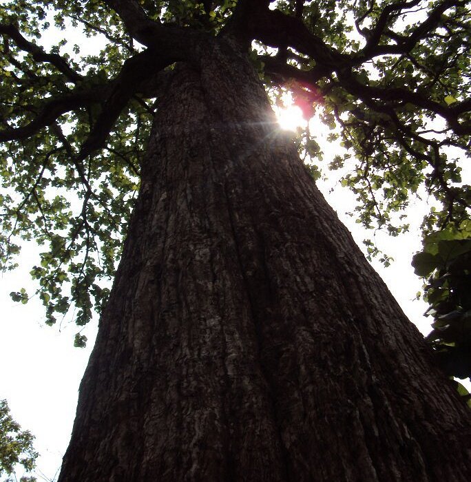 Kannimara teak tree at Parambikulam Tiger Reserve
