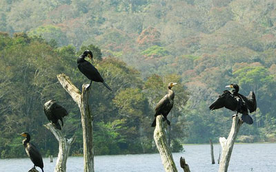 Colorful birds at Periyar Lake Thekkady