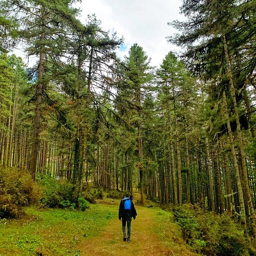 Walking on Gangtey Nature Trail through pine forest