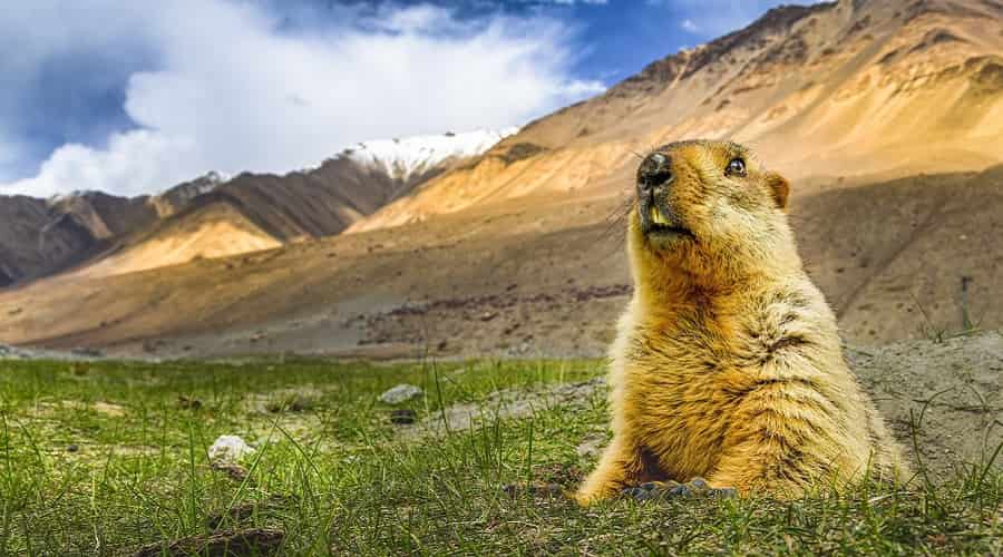 Wildlife habitat in Pin Valley with ibex and snow leopard territory