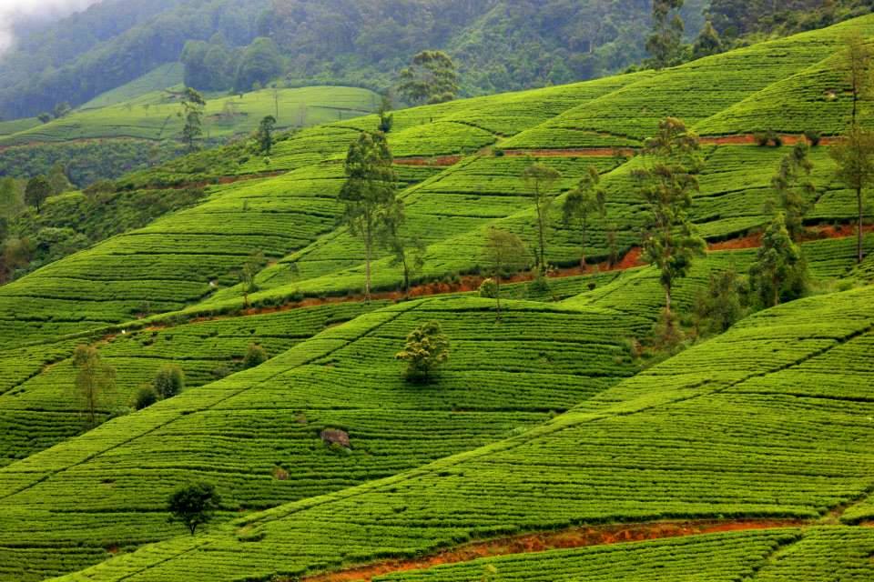 Tea plantations in Sri Lanka hill country near Nuwara Eliya