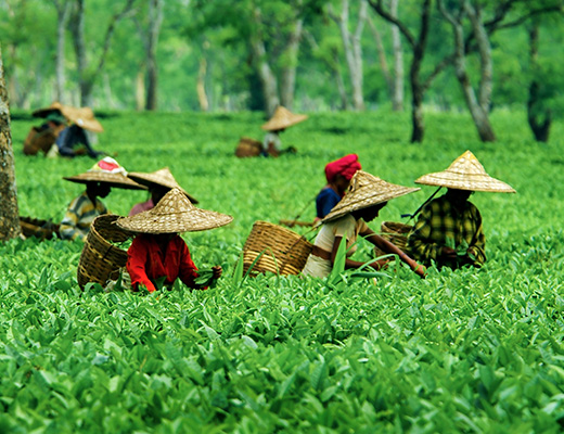 Assam travel overview with wildlife cultural and river island circuits