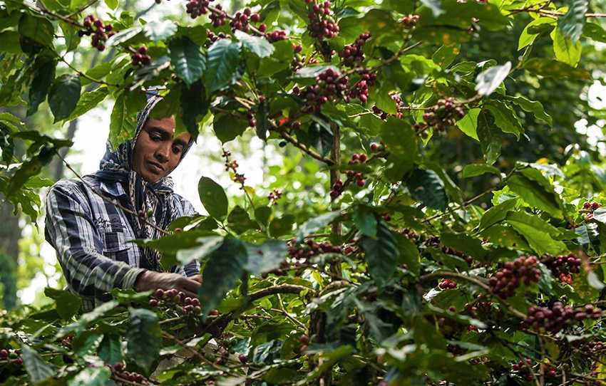 Coffee plantation tour in Coorg showing coffee plants