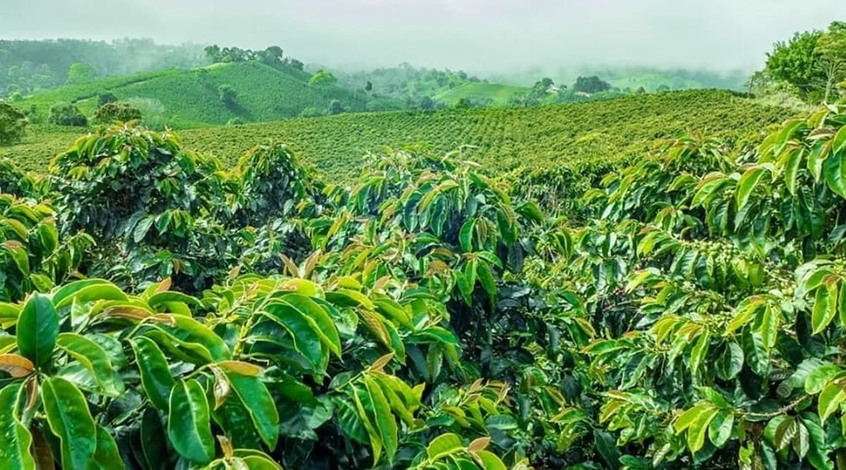 Beautiful coffee plantation in Coorg with misty hills
