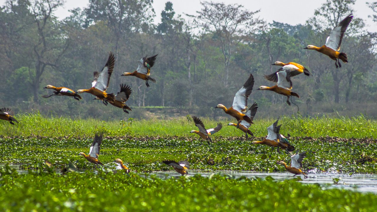 Grassland and wetlands near Dibru Saikhowa National Park