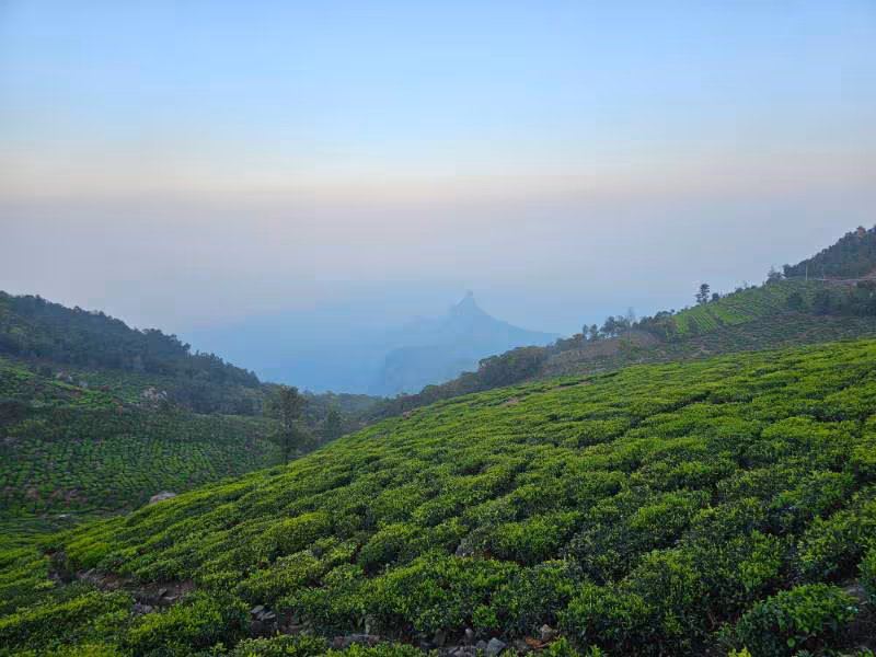 Lush tea estate near Dibrugarh in Assam