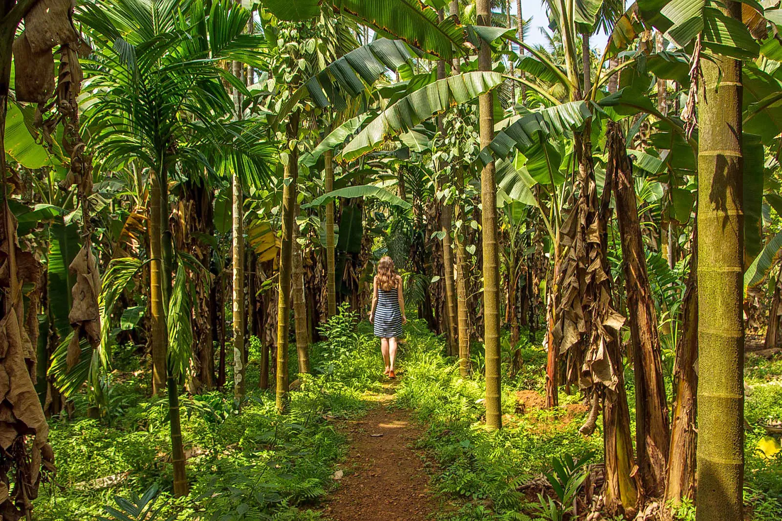 Spice plantation Goa in June