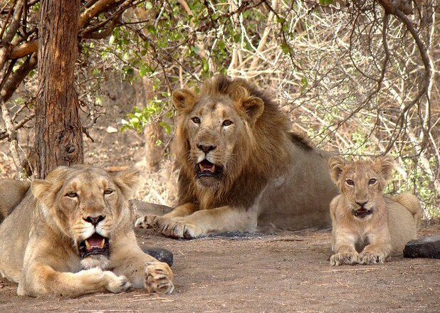 Asiatic lion in Gir National Park - Only place in wild
