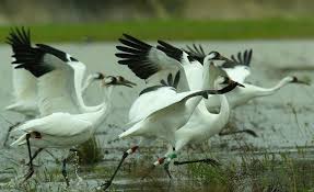 Birdwatching trail and wetland view at Sultanpur National Park near Gurugram