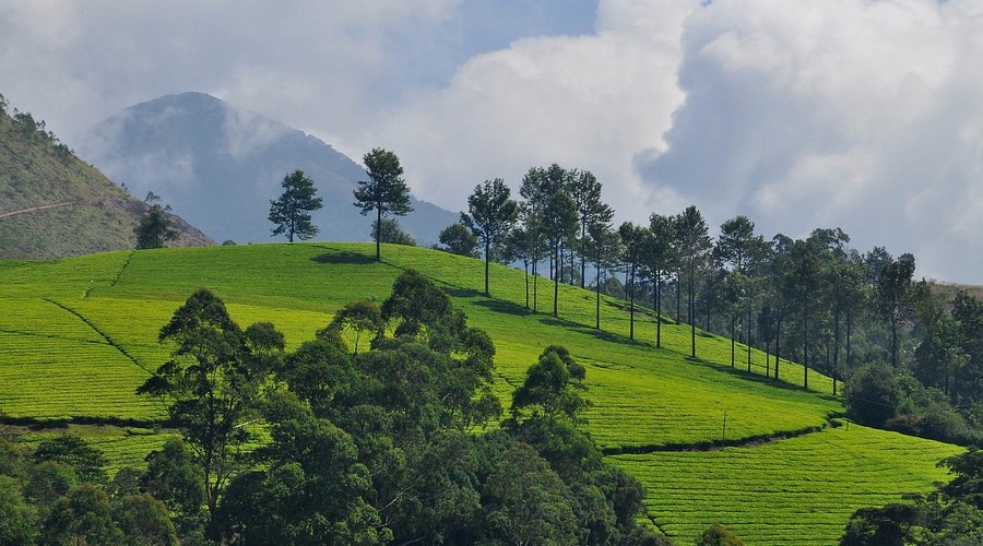 Tea Plantations Wayanad