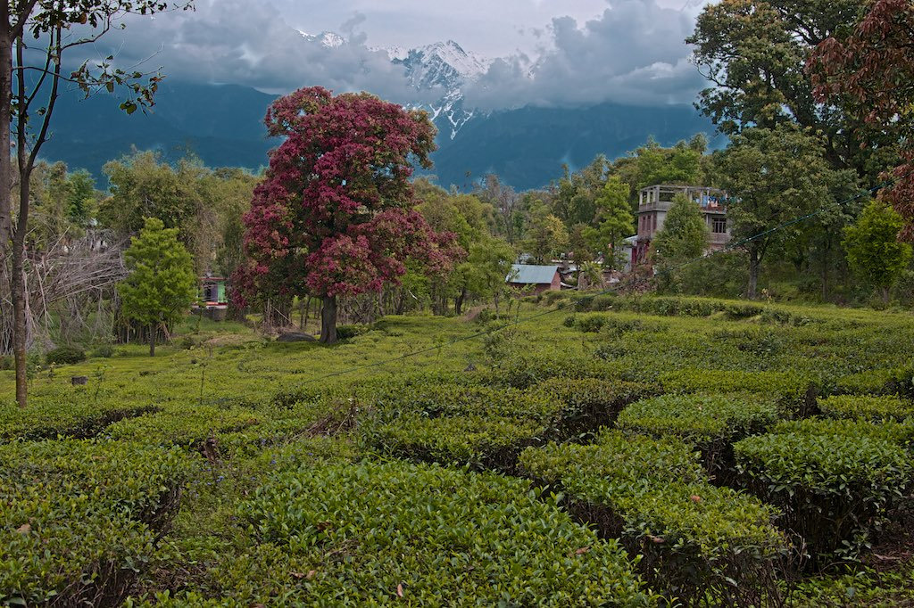 Kangra tea garden landscape with mountain backdrop