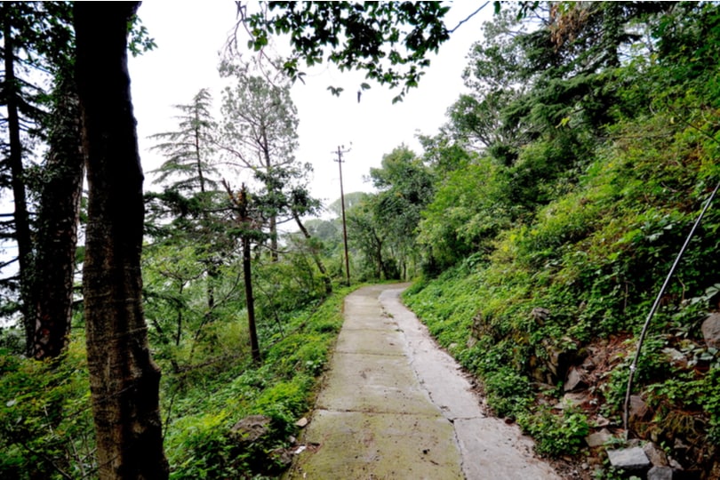 Gilbert Trail forest path in Kasauli
