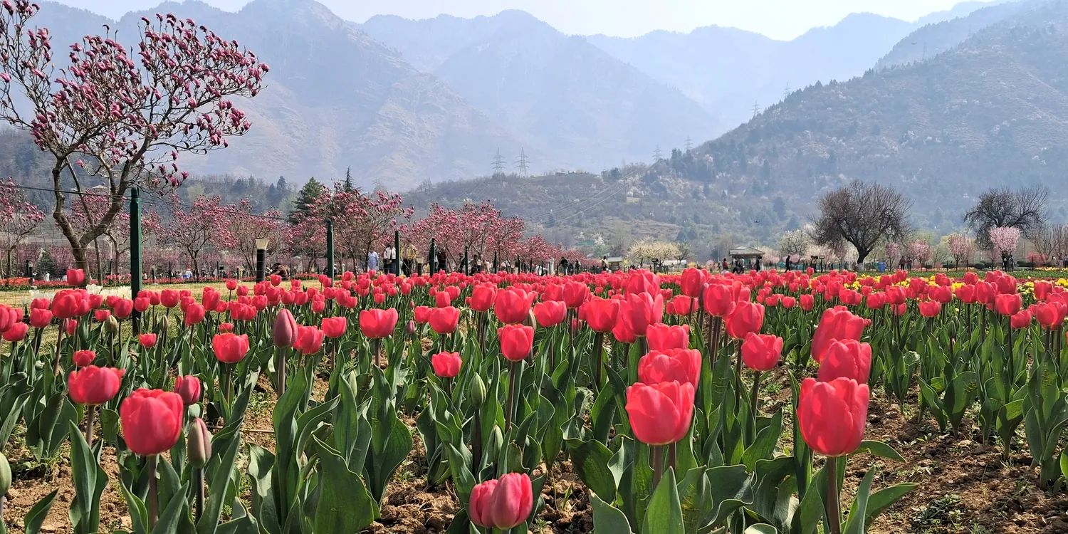 Kashmir valley in May with spring blooms and snow peaks