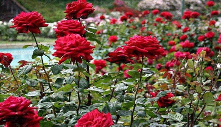 Nehru Rose Garden in Ludhiana with flowers and walking paths