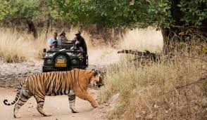 Jeep safari in Kanha Tiger Reserve Madhya Pradesh